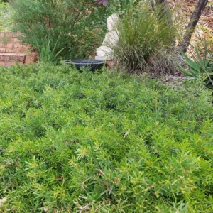 Grevillea Gin Gin Gem