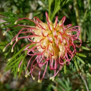 Grevillea Masons Hybrid