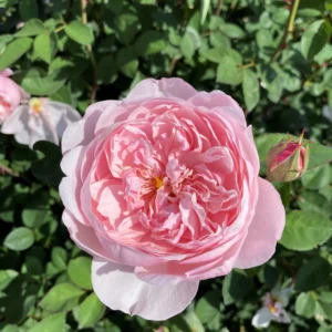 Heritage - David Austin