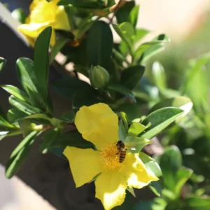 Hibbertia Scandens - Snake Vine