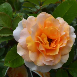 Honey Perfume - Floribunda