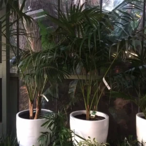 Howea forsteriana - Kentia Palm