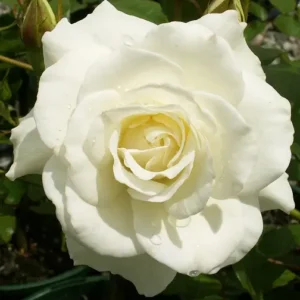 Iceberg - Floribunda