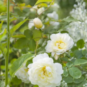 Imogen - David Austin