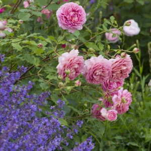 Jubilee Celebration - David Austin