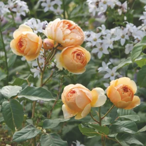 Jude the Obscure - David Austin