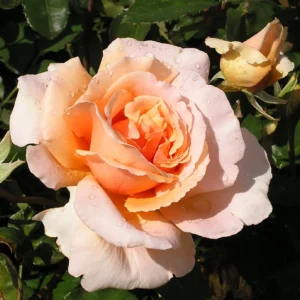 Just Joey - Hybrid Tea