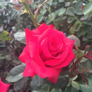 Kardinal - Hybrid Tea