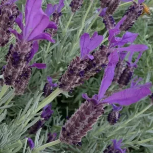 Lavandula stoechas Avonview - Lavender
