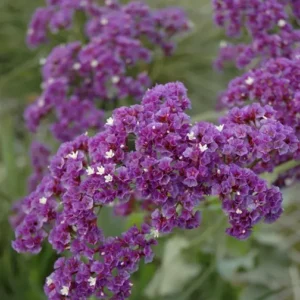 Limonium perezii Blue - Statice