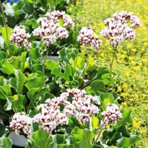Limonium White Star - Statice