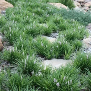 Liriope Isabella - Lilyturf