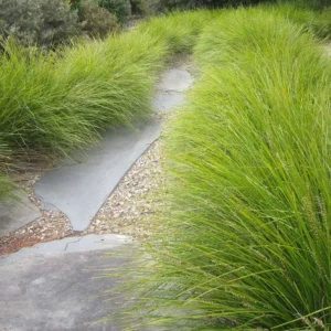Lomandra Tanika - Mat Rush