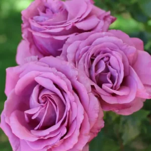 Love Potion - Floribunda