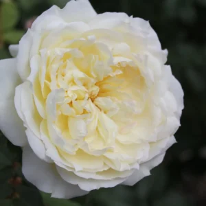 Maggie - Floribunda