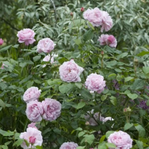 Mary Rose - David Austin