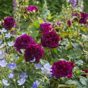 Munstead Wood - David Austin