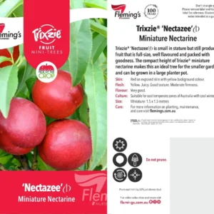 Nectarine Trixie Nectazee - Miniature