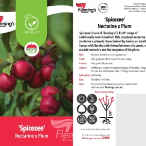 Nectarine X Plum Spicezee