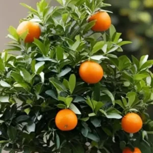 Orange Seedless Valencia