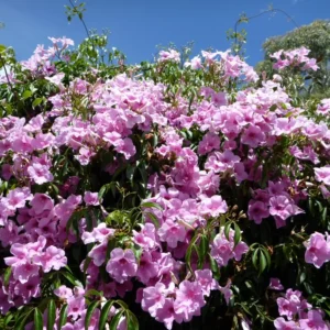 Pandorea jasminoides Bower of Beauty