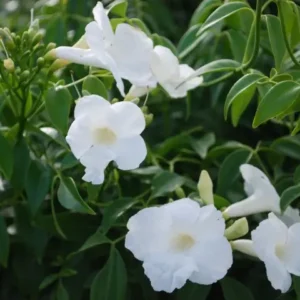 Pandorea Jasminoides Lady Di