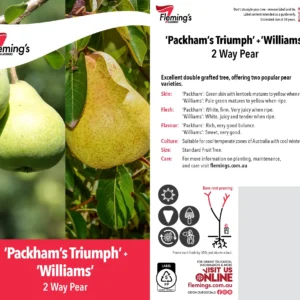 Pear Packhams/Williams - Multi Graft