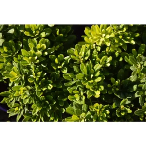 Pittosporum Miss Muffet - Dwarf Pittosporum