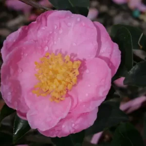 Camellia Plantation Pink