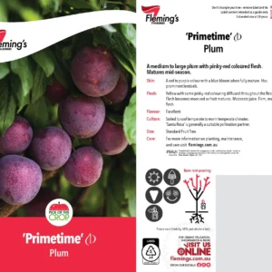 Plum Primetime