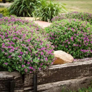 Polygala x Oppositifolia Little Polly - Sweet Pea Bush