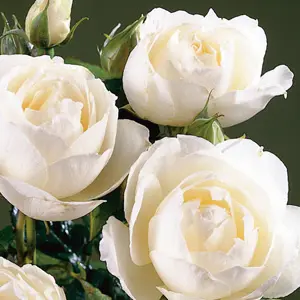 Princess of Wales - Floribunda