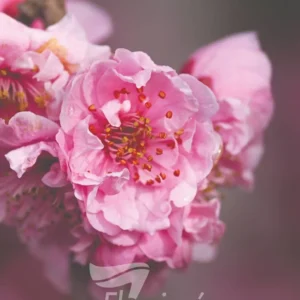 Prunus Blireiana - Ornamental Plum