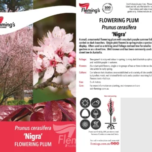 Prunus Nigra - Ornamental Plum