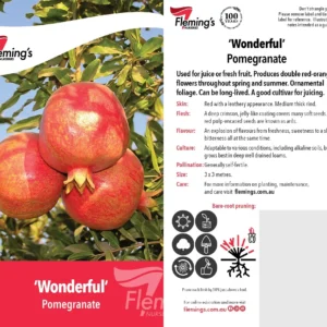 Punica Wonderful - Pomegranate