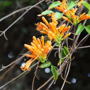 Pyrostegia Ignea - Orange Trumpet Vine