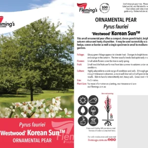 Pyrus Fauriei Koren Sun - Ornamental Pear