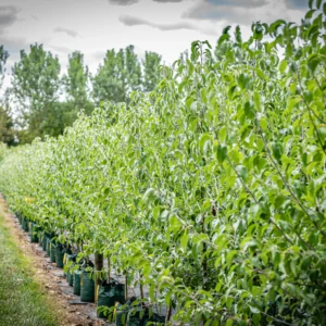 Pyrus Nivalis - Ornamental Pear