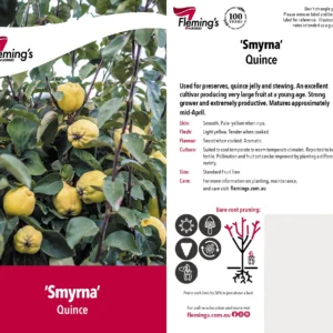 Quince Smyrna