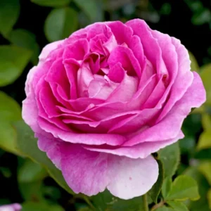 Raspberry Cupcake - Floribunda