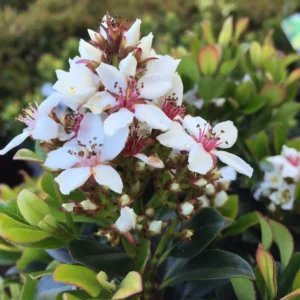 Rhaphiolepsis Snow Maiden - Indian Hawthorn