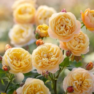 Roald Dahl - David Austin