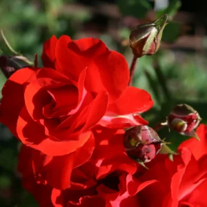 Satchmo - Floribunda