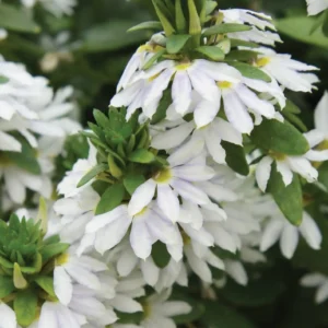 Scaevola Bondi White - Fairy Fan Flower