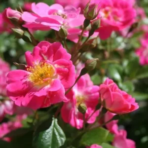 Shady Lady - Floribunda