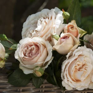 Shirley's Rose - Hybrid Tea