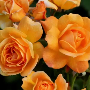 Slim Dusty - Floribunda