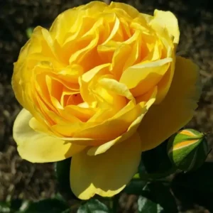 Soul Mate - Floribunda