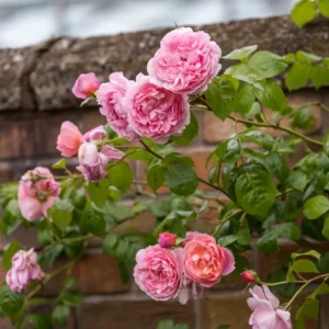 Strawberry Hill - David Austin