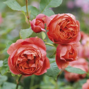 Summer Song - David Austin